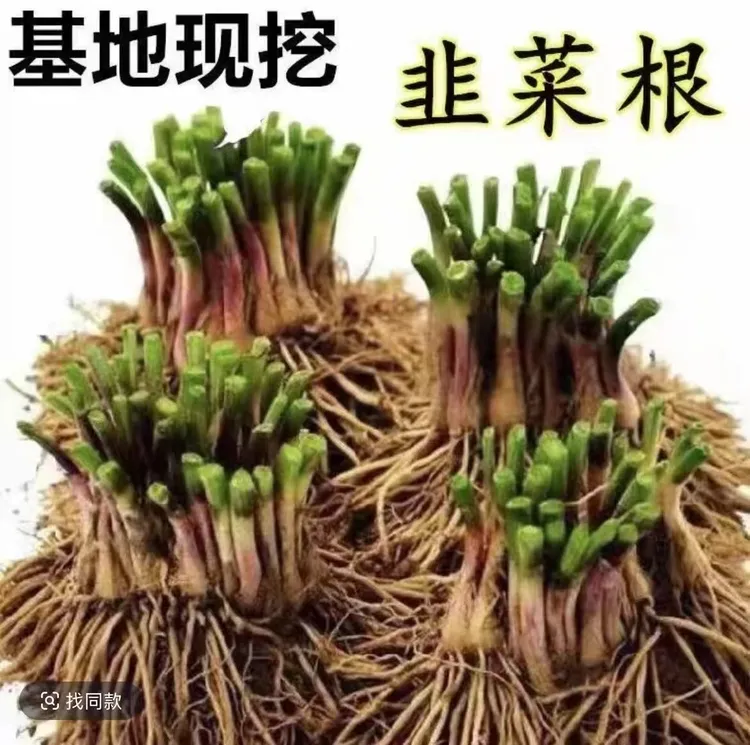韭菜根苗浓香韭菜根四季可栽好养活的阳台种菜庭院绿植