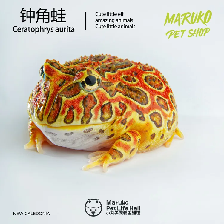 可爱活体钟角蛙宠物蛙活泼有趣蛙蛙黄金绿角小丑蛙
