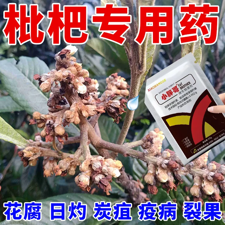 枇杷专用药斑点黄叶病叶斑病干腐病花腐病杀菌剂枇杷病全治