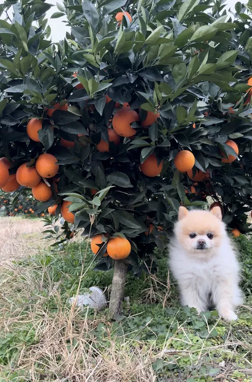 包邮甜橙子甜橙新鲜水果9斤装