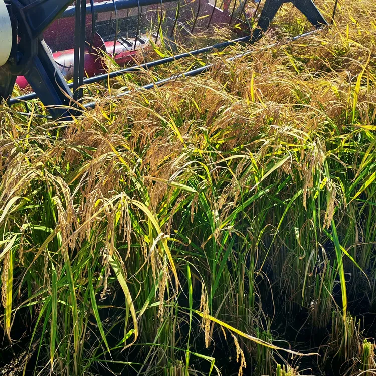 水稻稻壳，垫马圈，垫猪圈