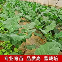 育苗场直发西兰花秧苗蔬菜苗四季高产带土发货阳台庭院