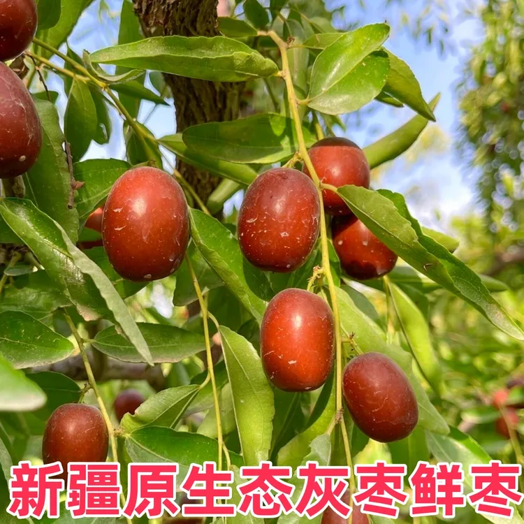 新疆直发鲜灰枣脆甜多汁