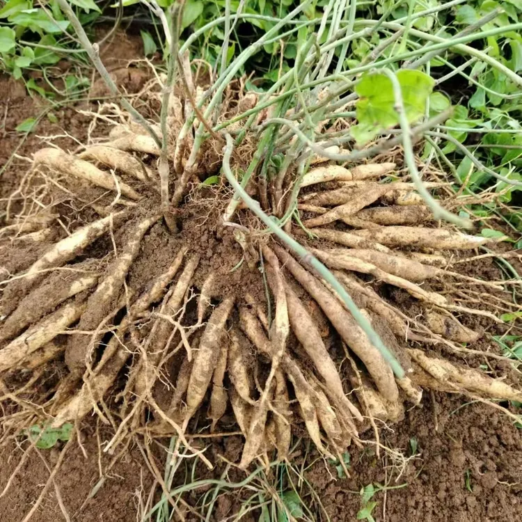 山货百部根湖北恩施深山山货草本盆景花卉绿植鲜货现挖现发