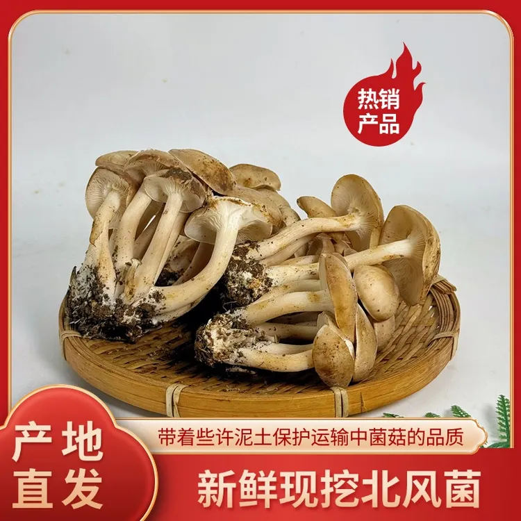 贵州新鲜北风菌现采现发新鲜包邮到家菌子美味食材
