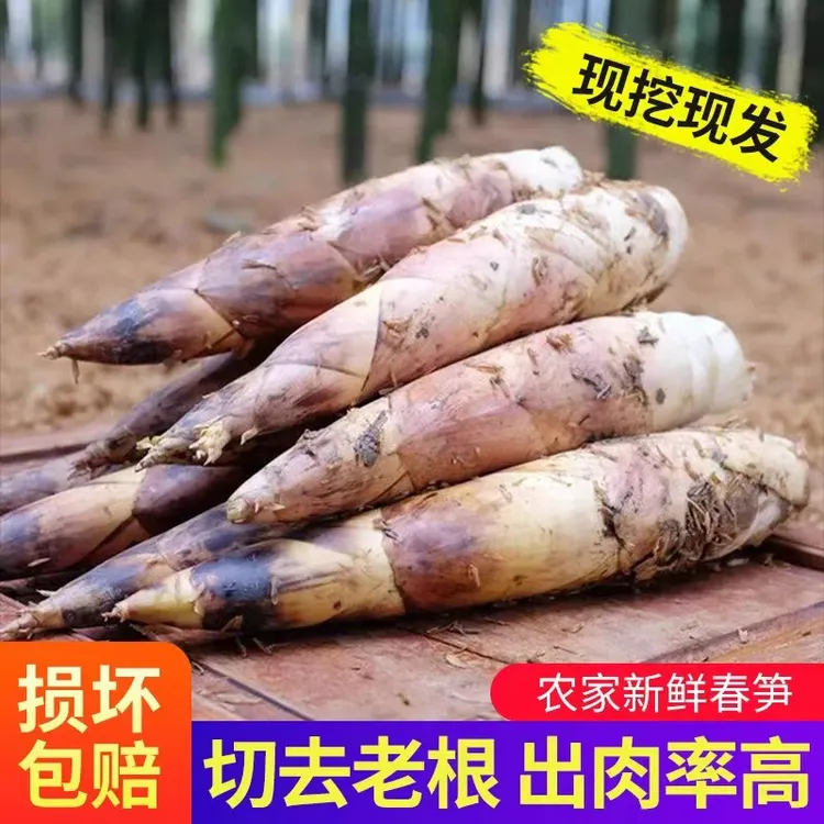 [今日活动]矮胖嫩芽笋拍3送2 特别嫩的春笋 没有冒头就挖3斤