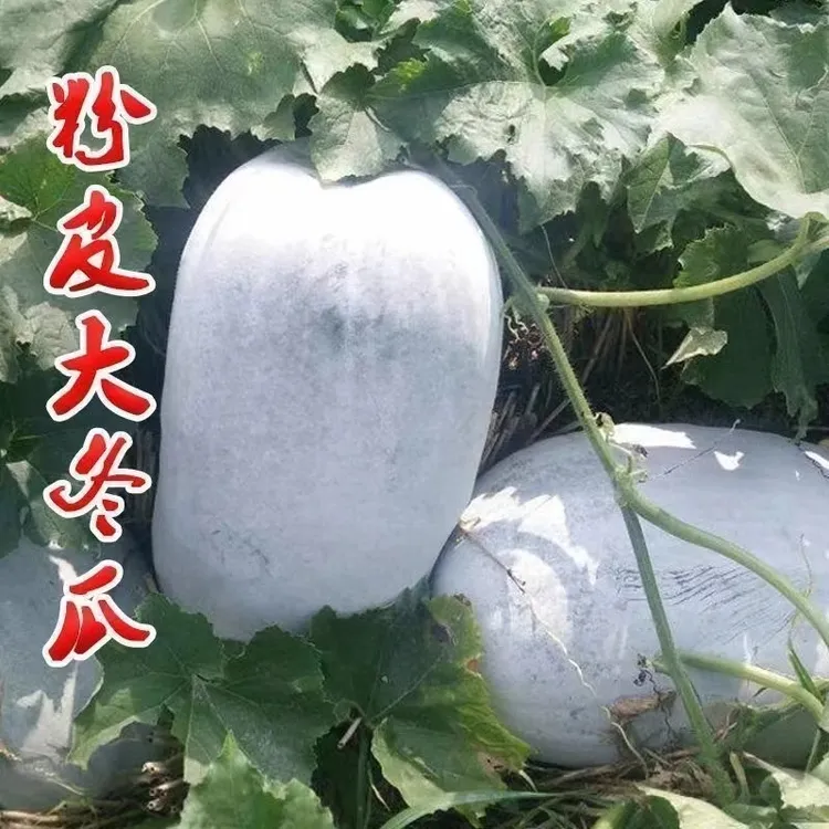 特大粉皮冬瓜种子高产型易种植蔬菜种籽好吃肉厚不空心蔬菜种子孑