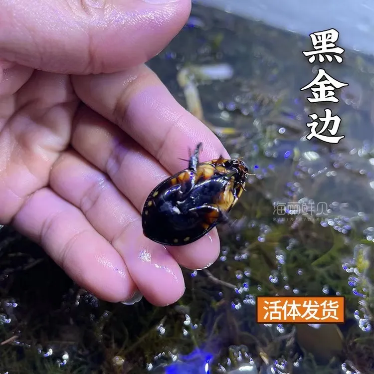南方龙虱鲜活黑金边龙虱水鳖虫水Gaza水龟子新鲜美味广东特产