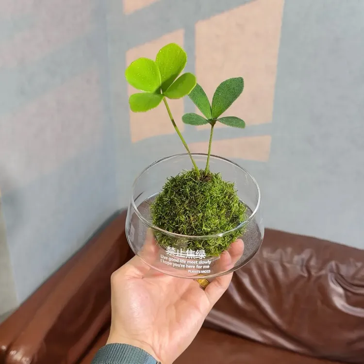 幸运四叶草苔藓球盆栽墨西哥铁树办公室茶台摆件迷你植物禅意绿植