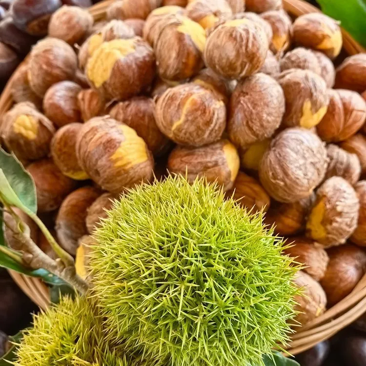 新鲜现剥去壳油栗仁粉糯香甜带内皮易剥高山老树板栗