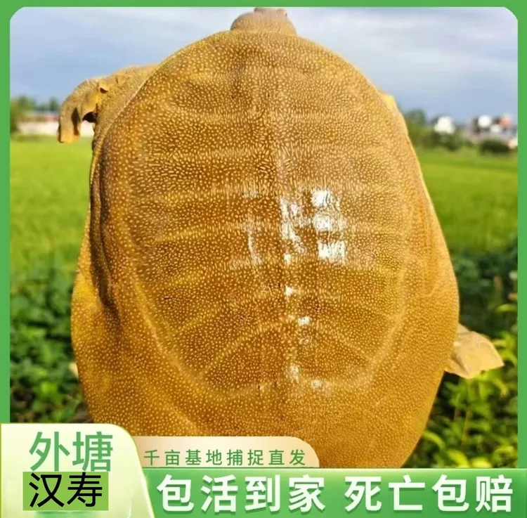 （2-3斤）外塘生态野养青黄老鳖公母活甲鱼团鱼汉寿正宗纯天然散养