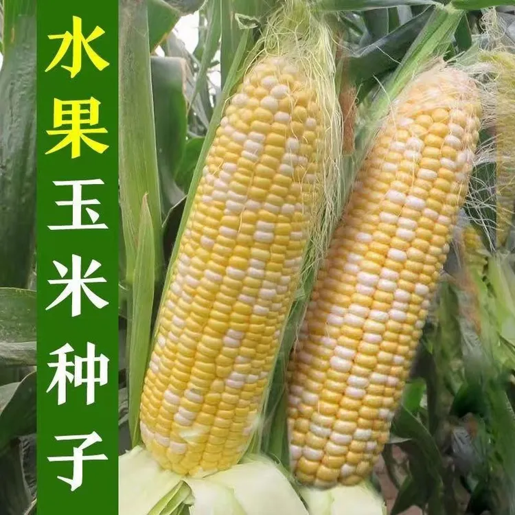 正宗双色水果玉米种子金银双色玉米种子甜玉米高产春秋冬播种育苗