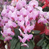 【兴运花卉】蝴蝶兰（水蜜桃 十只 瓷盆）