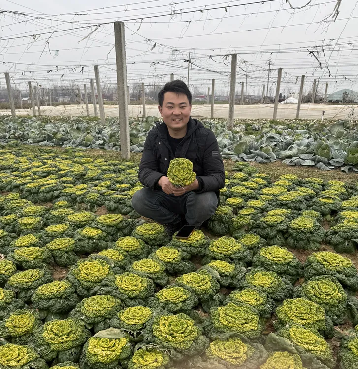 【农家自种】露天霜冻矮杆黄心菜黄心乌塌菜直发菊花菜泡泡菜农家菜