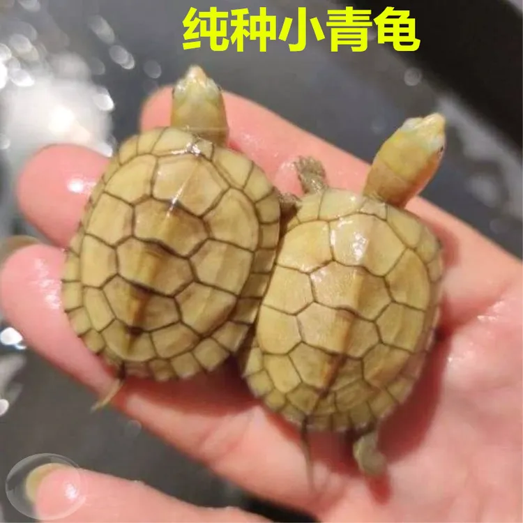 纯种外塘小青皖南小青龟小乌龟活物南石金钱龟苗三黄活体三黄小青