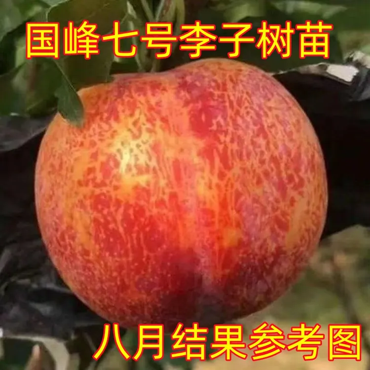 国峰七号李子树苗晚熟品种嫁接苗南方北方种植国丰7号李子树苗