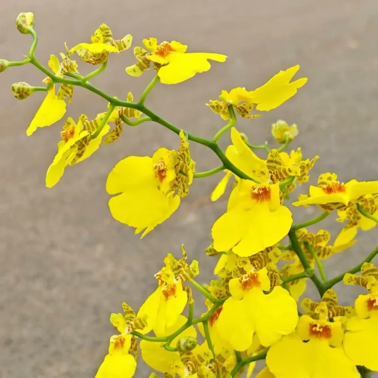 跳舞兰蜜糖文心兰 带花苞 原盆原土