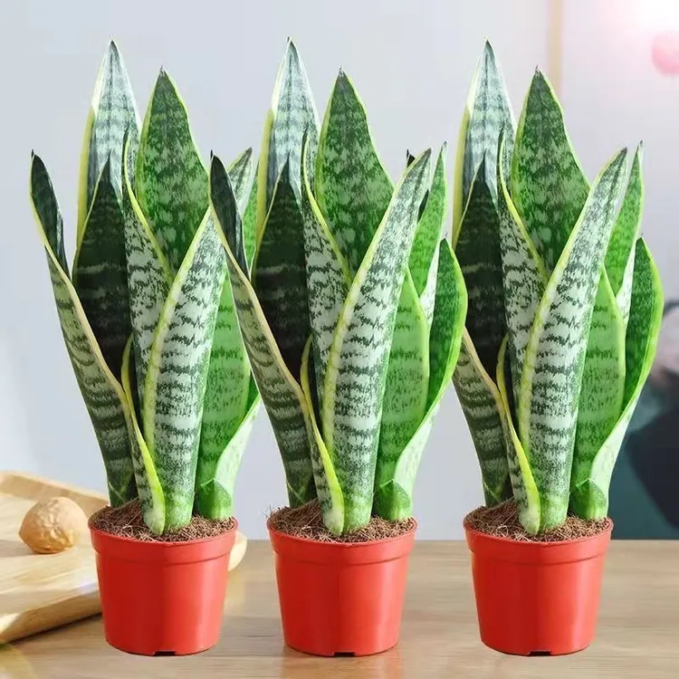 【耐寒】金边虎皮兰除甲醛防辐射虎尾兰室内花卉卧室绿植吸甲醛绿植