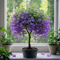 【浓香】金丝吊蝴蝶树苗盆栽室内花卉绿植新手好种好养活四季开花