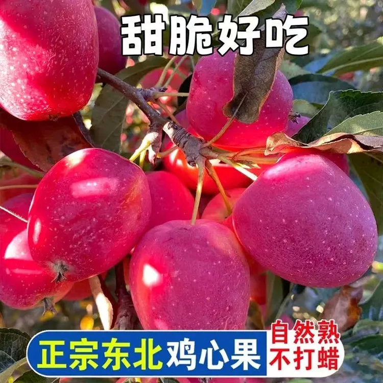 东北特产鸡心果正宗鸡心果锦绣海棠果酸甜脆鸡心果现摘现发季包邮