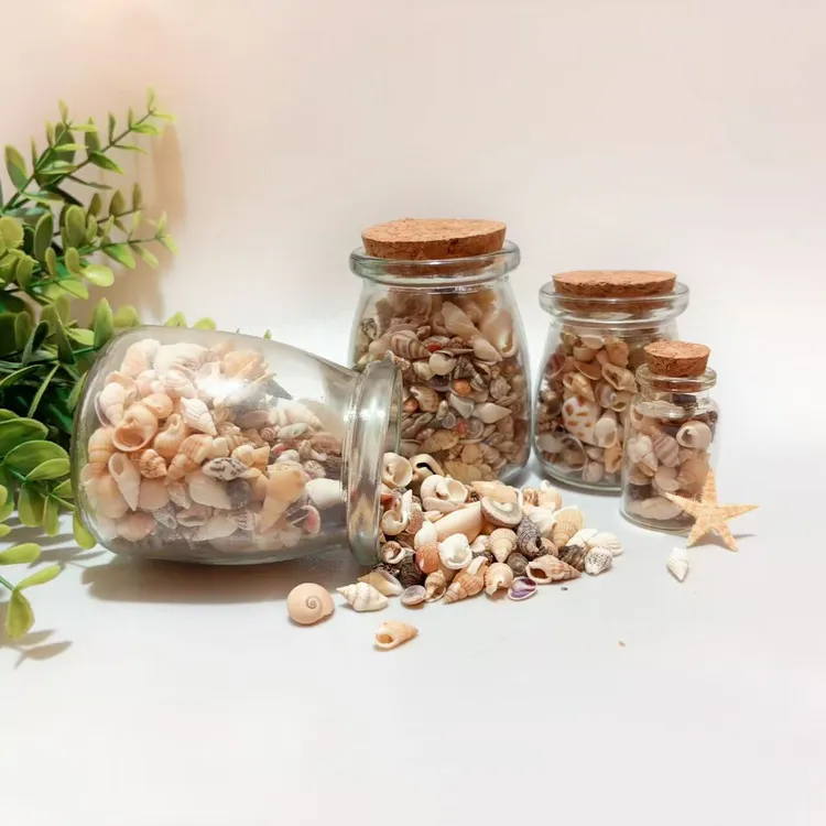 迷你天然海螺贝壳海星diy鱼缸造景装饰摆件网红家居装饰品