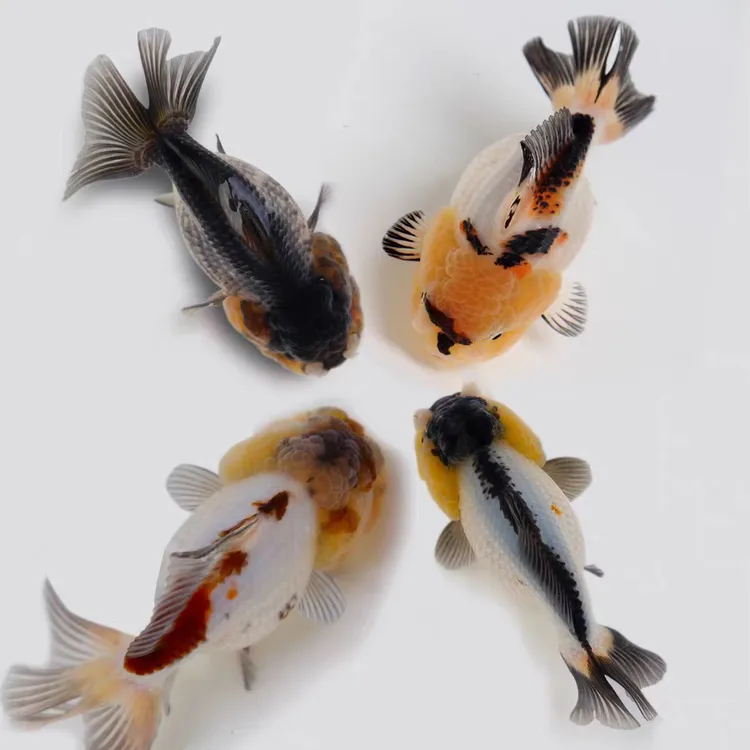 精品大观赏鱼活体冷水鱼好养耐活不指定颜色混搭淡水鱼观赏鱼