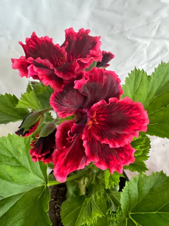 蝴蝶梅大花天竺葵盆栽室内外花卉植物四季开花易养