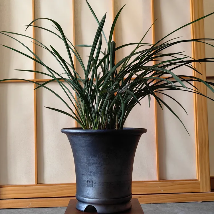 矮七寸手工泥瓦盆春兰盆手工制作透气透水非物质文化遗产