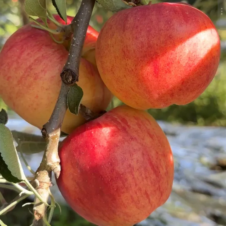 云南昭通丑苹果红露红富士脆甜多汁新鲜现摘水果