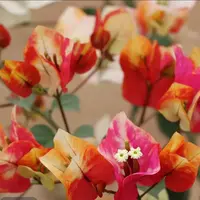 哪吒  稀有品种原盆袋苗勤花复花快好养易活三角梅