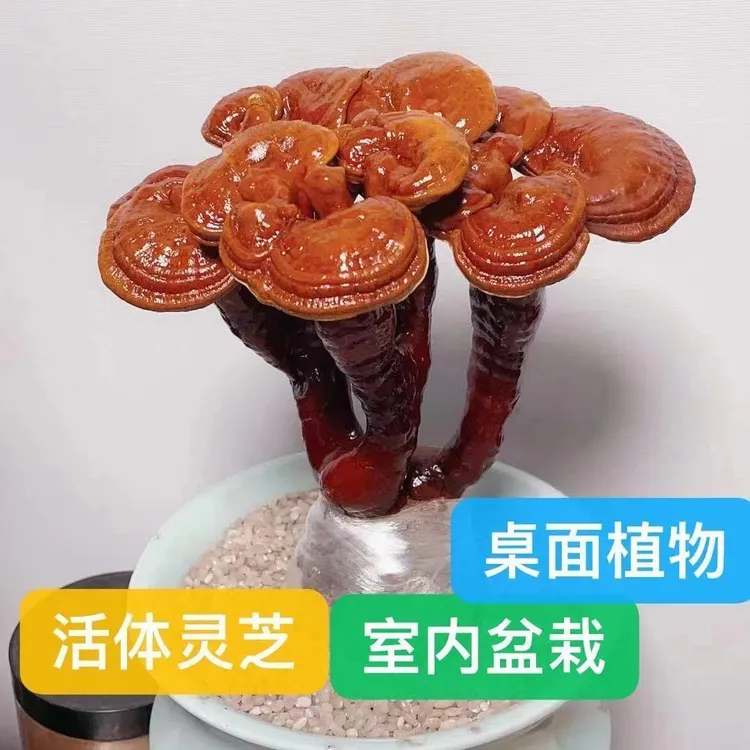 无品牌泰山赤灵芝灵芝花盆栽耐热耐寒可观赏适合送礼的绿植盆景