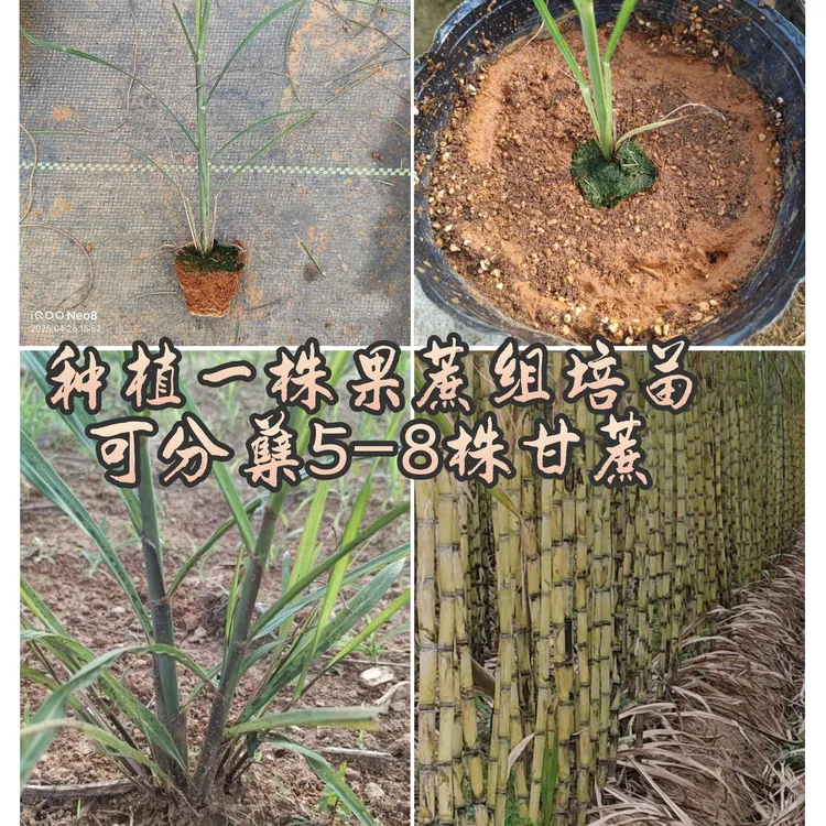 脱毒青皮甘蔗种苗优质甘蔗苗粤箐濢