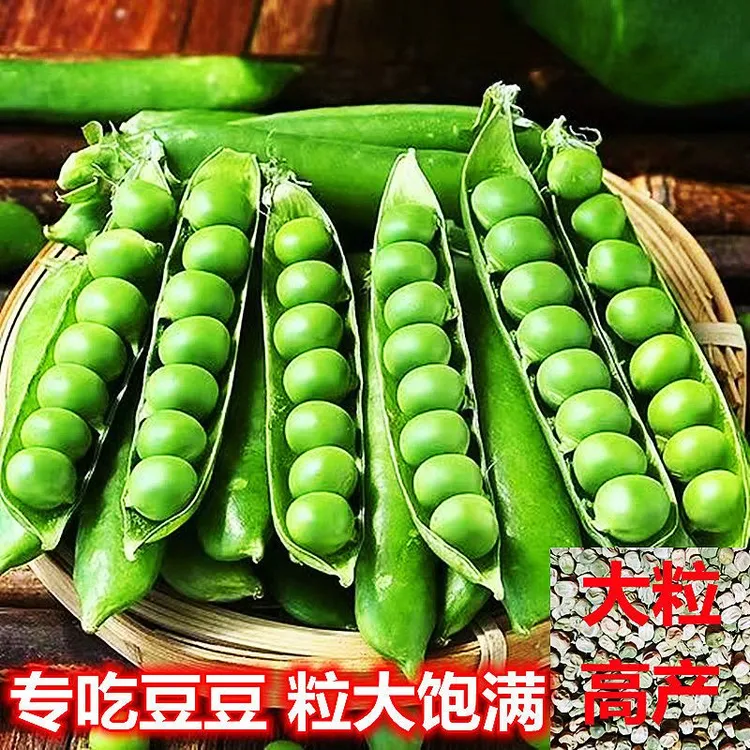 大粒豌豆种子青豌豆种子高产甜脆豌豆种子大粒饱满长寿豆种子