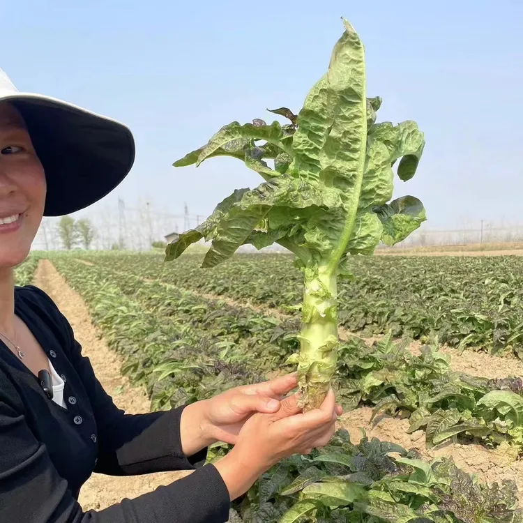 【现摘现发】湖北农家自种紫叶香莴笋土莴笋3-5斤（小莴笋）