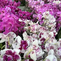 悠花里悠花里蝴蝶兰 宝箱【(三棵)各种各样】开花株发货