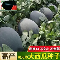  【满五包包邮】黑元帅西瓜种子黑皮西瓜种子农家大田春播水果有籽