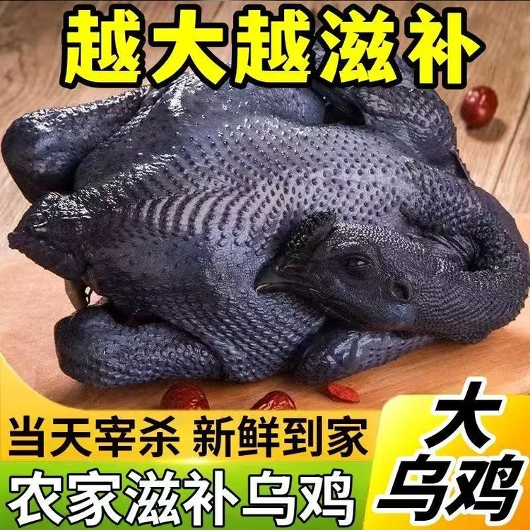 （买一送一）白凤乌鸡农家散养乌骨鸡现杀现发顺丰正宗保鲜肉质冷冻