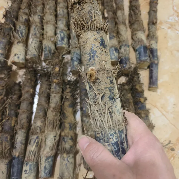【甘蔗根】广西新鲜黑皮甘蔗头带须带泥甘蔗须甘蔗根部