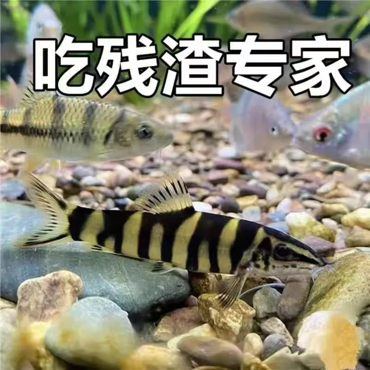 壮体沙鳅原生冷水鱼底层工具鱼吃残渣粪便清洁鱼活体