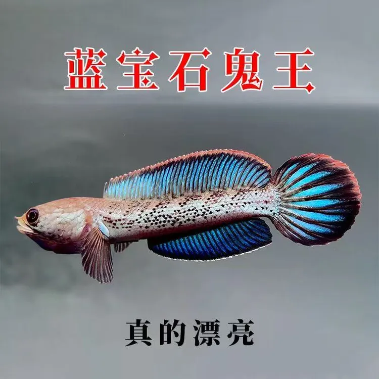 鬼王雷龙蓝宝石鬼王热带观赏鱼