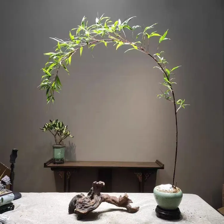 紫寒竹室内盆栽紫竹盆栽红寒竹盆栽基地苗竹子盆栽室内绿植紫竹