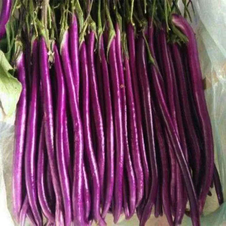 特长茄种子紫红种子种子外皮清香软糯小院