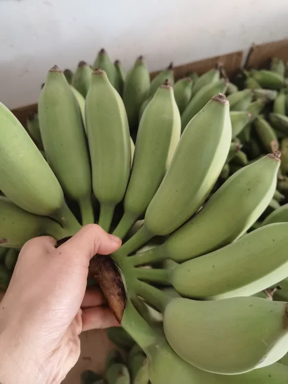 直播精选西贡蕉土芭蕉