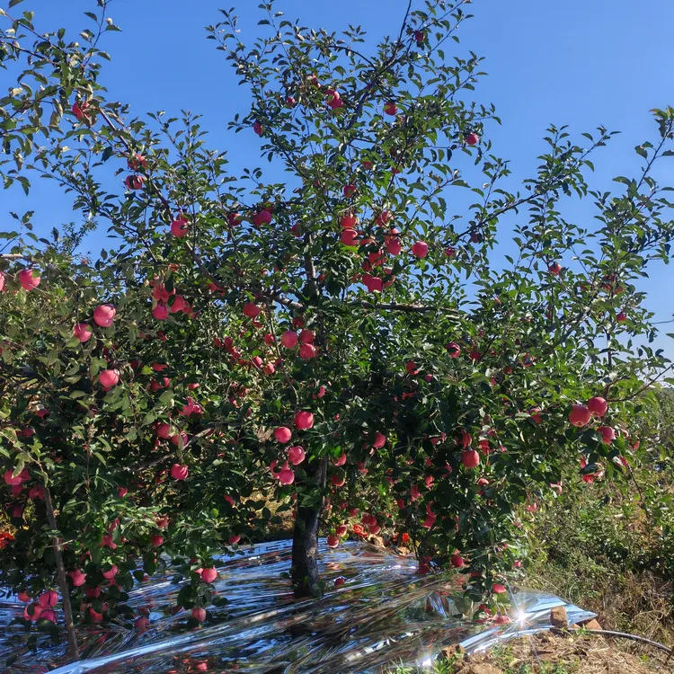 【长城脚下】辽西苹果水果红富士苹果正宗红富士-皮薄肉细、汁多清脆