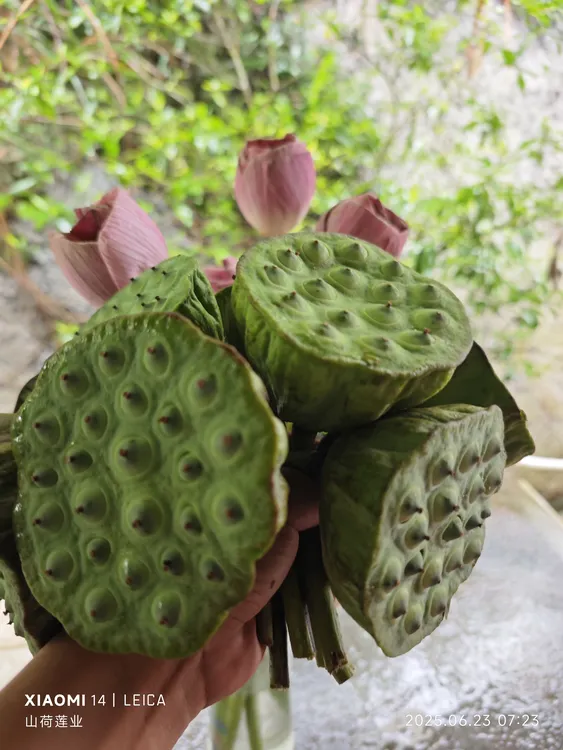 【浙江】生吃莲子莲蓬新鲜现摘现发甜嫩清香脆甜应季水果可即食