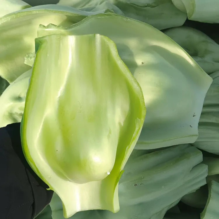 四川广安青菜梗青菜块新鲜奶奶菜现采可做泡菜原料蔬菜