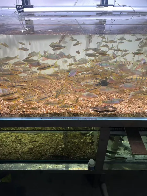 福建龙岩黄腹溪石斑冷水鱼光唇鱼溪石斑溪流原生鱼观赏鱼