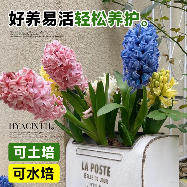 【新疆包邮】风信子种球土培水培阳台好养易种多年生球根花卉