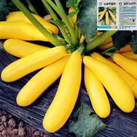 香蕉西葫芦种子早熟西葫芦春秋种植阳台盆栽家庭