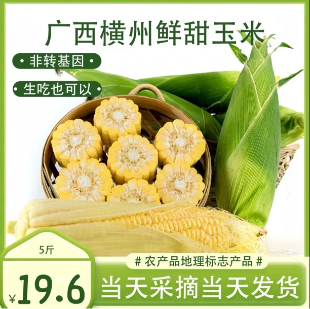 广西太阳花现摘甜玉米